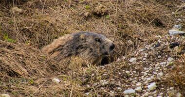 a marmot hiding in the grass photo