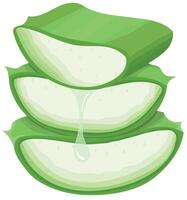 Aloe Vera Slices with Dripping Gel Isolated on White Background vector