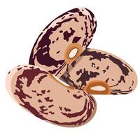 Raw Pinto Beans or Kidney Beans Isolated on White Background vector