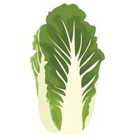 Napa Cabbage Vegetable Isolated on White Background vector