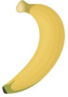 Single of Ripe Banana Stage Isolated on White Background vector