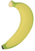 Single of Underripe Banana Stage Isolated on White Background vector