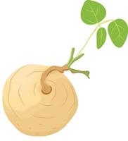 Jicama Root Fruits with Leaf Isolated on White Background vector