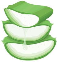 Aloe Vera Slices with Dripping Gel Isolated on White Background vector