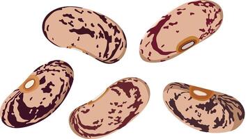 Raw Pinto Beans or Kidney Beans Isolated on White Background vector
