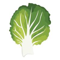 Napa Cabbage Vegetable Isolated on White Background vector
