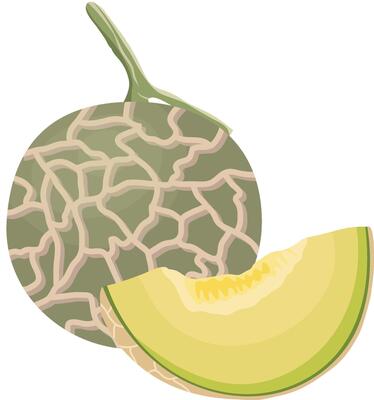 Cantaloupe Melon or Green Melon Fruits with Sliced Isolated on White Background