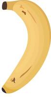 Single of Ripe Banana Stage Isolated on White Background vector