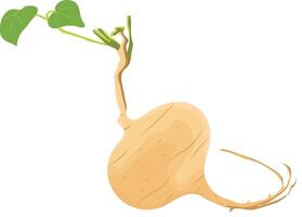 Jicama Root Fruits with Leaf Isolated on White Background vector