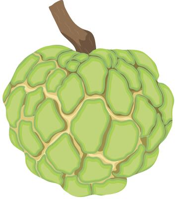 Sugar Apple or Custard Apple Fruits Isolated on White Background