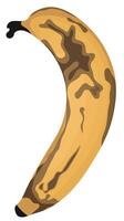 Single of Overripe Banana Stage Isolated on White Background vector