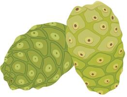 Noni or Morinda Citrifolia Vegetable Isolated on White Background vector