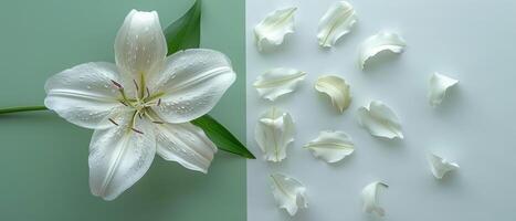 Elegant White Lily Flower with Petals on Green and White Background - Minimalist Floral Composition photo