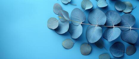 Eucalyptus Leaves on Blue Background - Minimalist Nature Concept with Blue Tones and Natural Elements photo