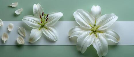 Elegant White Lilies on Green Background with Petals and White Stripe - Minimalist Floral Arrangement photo