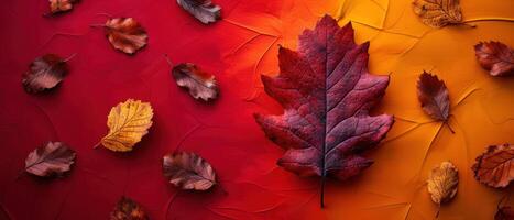 Vibrant Autumn Leaves on Red and Orange Background, Fall Season Nature Concept, Colorful Foliage photo