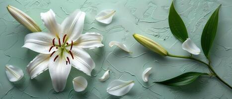 Elegant White Lily Flower with Green Leaves and Petals on Textured Light Green Background photo