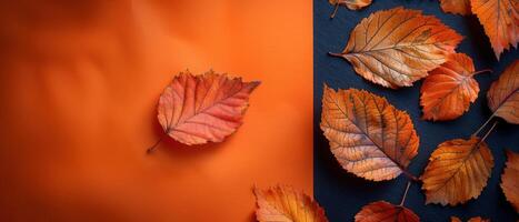 Vibrant Autumn Leaves on Orange and Black Backgrounds Highlighting Seasonal Colors and Textures photo