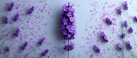 Beautiful Lavender Flowers with Petals Scattered on Light Blue Background photo