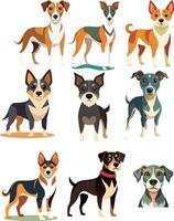 Nine different dog breeds standing on white background vector