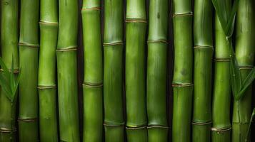 Close-Up of Fresh Green Bamboo Stalks with Leaves in Natural Light photo