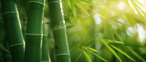 Close-up of Vibrant Green Bamboo Stalks in Sunlight with Soft Focus Background photo