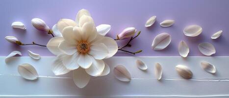 Elegant White Magnolia Flower with Petals on Pastel Purple Background - Minimalist Floral Art photo