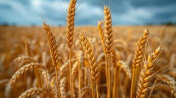 Golden Wheat Field Close-Up with Dramatic Sky in the Background Capturing the Essence of Agriculture and Nature's Bounty photo