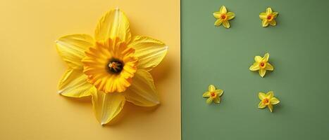 Bright Yellow Daffodil Flowers on Colorful Green and Yellow Backgrounds in Minimalist Arrangement photo