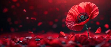 Stunning Red Poppy Flower in Bloom with Petals Falling Against a Dark Background photo