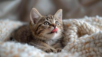 Adorable Tabby Kitten Lying on Cozy Knitted Blanket with Tongue Out photo