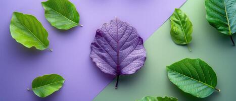 Vibrant Green and Purple Leaves on Colorful Backgrounds - Nature Inspired Abstract Art photo