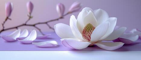 Elegant White and Pink Magnolia Flower with Petals on Pastel Background photo