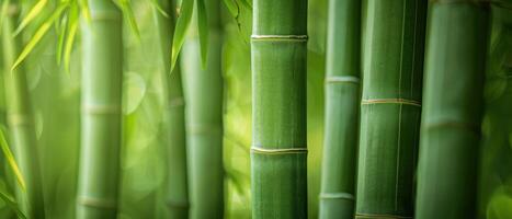 Close-Up of Vibrant Green Bamboo Stalks in a Serene Natural Setting with Soft Focus Background photo