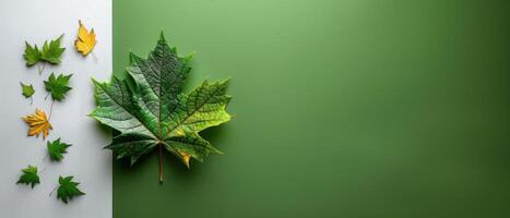 Vibrant Green and Yellow Maple Leaves on a Two-Tone Green and White Background photo