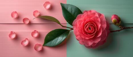 Beautiful Pink Camellia Flower with Green Leaves on a Split Pink and Green Background photo