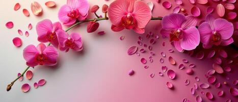 Beautiful Pink Orchids with Petals on Gradient Background - Nature, Floral, and Botanical Photography photo