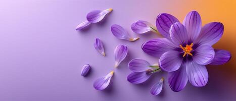 Beautiful Purple Crocus Flower with Petals on Gradient Background - Spring Floral Nature Concept photo