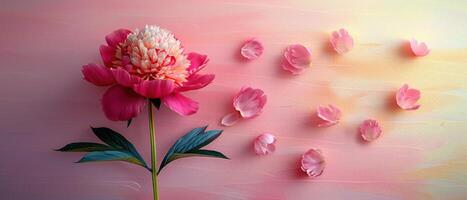 Beautiful Pink Peony Flower with Petals on Artistic Gradient Background photo