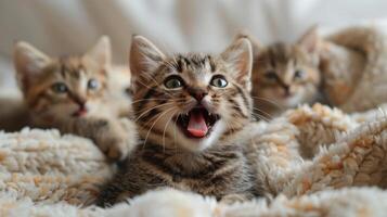 Adorable Trio of Playful Kittens Snuggling in Soft Blanket with Curious Expressions photo