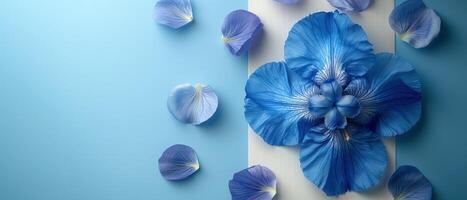 Close-up of Blue Flower Petals Arranged in Artistic Pattern on Light Blue Background photo