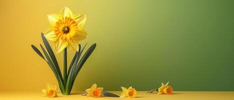 Bright Yellow Daffodil Flower with Green Leaves on Gradient Yellow and Green Background photo