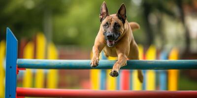 HighEnergy Belgian Malinois Jumping Over Obstacle in Dog Agility Course photo