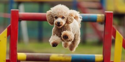Energetic Poodle Dog Jumping Over Colorful Hurdle in Agility Training Park photo