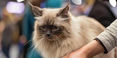 Fluffy LongHaired Cat Being Held at Indoor Event photo