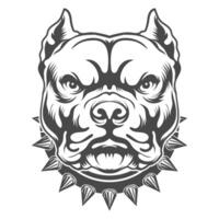 Pitbull Dog angry look with belt on it design vector