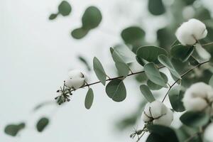 CloseUp of Cotton Bolls on Eucalyptus Branches with Soft Greenery in Natural Light photo