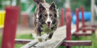 Border Collie with Intense Gaze Jumping Over Obstacle in Agility Course photo