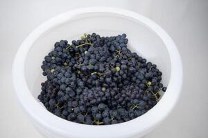 barrel filled with blue grapes for wine production photo
