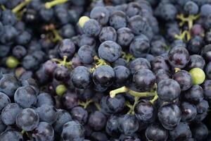 blue grape variety for wine photo